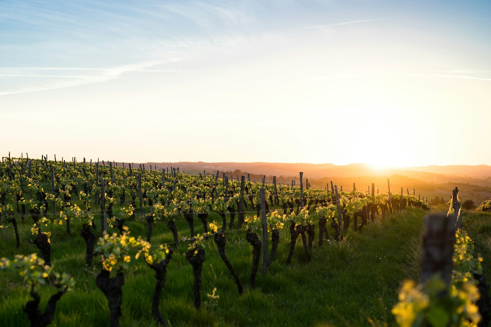 Site web domaine viticole : vendre en direct en 2026